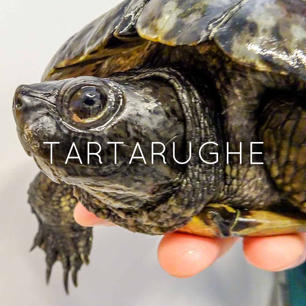 tartarughe